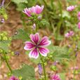 荊葵 荊葵