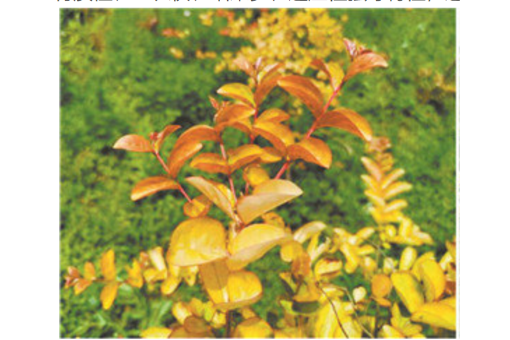 金幌(紫薇屬植物) 金幌(紫薇屬植物)