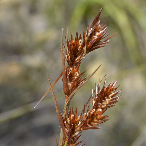 Thamnochortus lucens