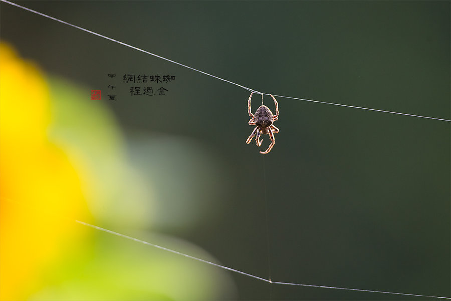 蜘蛛結網