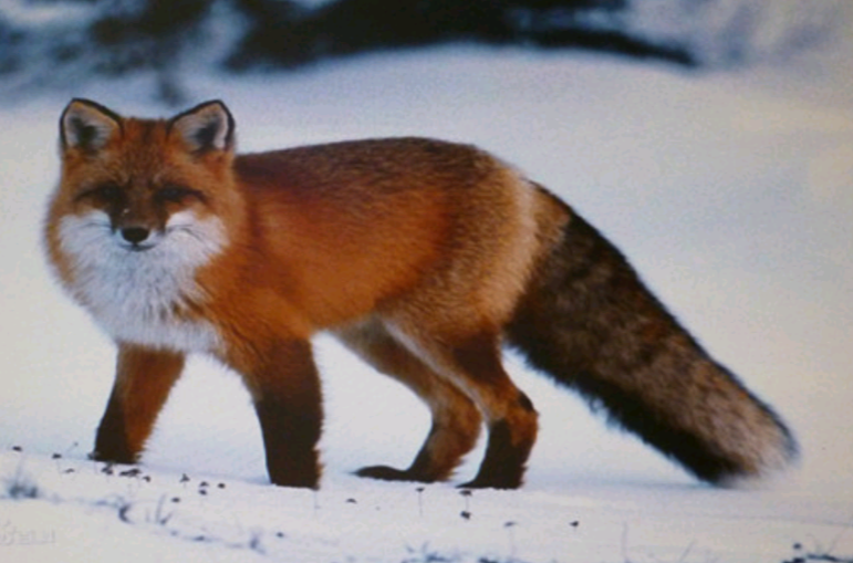 紅褐色赤狐-023