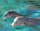 印太洋駝海豚
