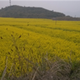 張灣村(湖北省陽新縣富池鎮張灣村) 張灣村(湖北省陽新縣富池鎮張灣村)
