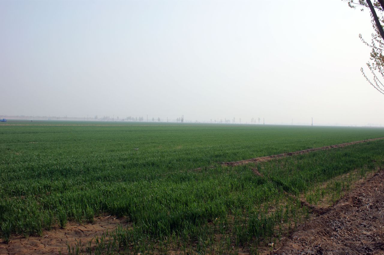 華北平原的小麥