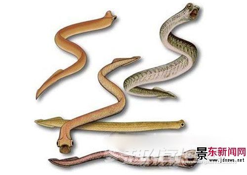 牙形蟲 牙形蟲