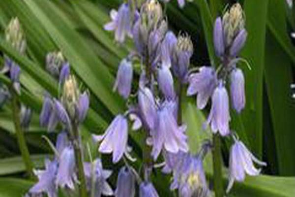 Hyacinthoides hispanica \x27Excelsior\x27 Hyacinthoides hispanica \x27Excelsior\x27