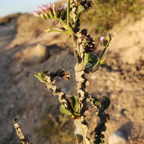Limonium mucronatum