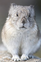斑頸鼠兔