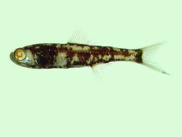 瓦氏角燈魚(尾明角燈魚) 瓦氏角燈魚(尾明角燈魚)
