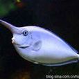 短吻魚 短吻魚