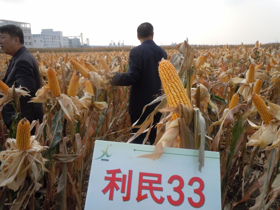 利民33(吉審玉2013030) 利民33(吉審玉2013030)