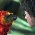 鳳凰福克斯(福克斯(《哈利·波特》角色)) 鳳凰福克斯(福克斯(《哈利·波特》角色))