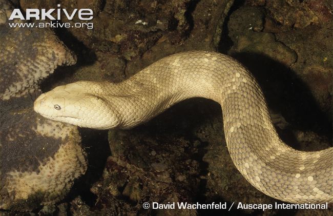 棘鱗海蛇（Astrotia stokesii）