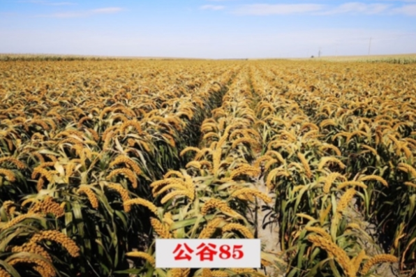 公谷85