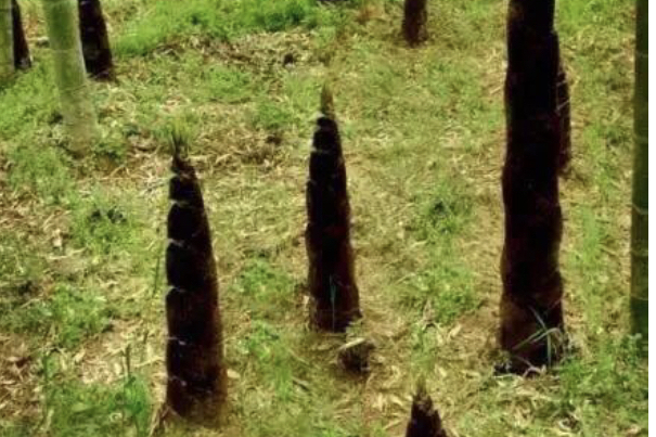 新筍竹