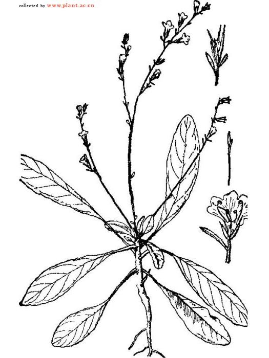 狹葉叉柱花 狹葉叉柱花