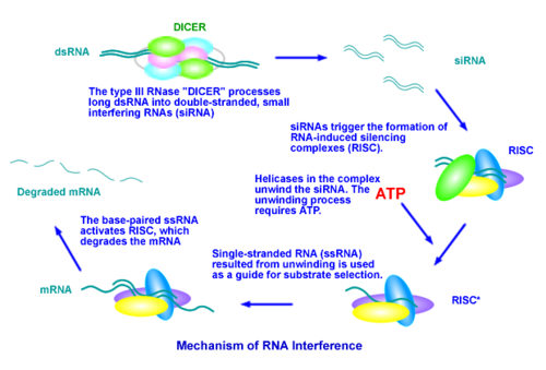 RNA干擾技術服務