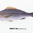 遠安西河魚 遠安西河魚