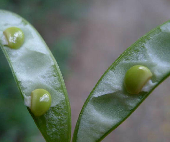 雀舌豆 雀舌豆