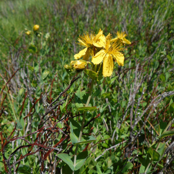 Hypericum richeri
