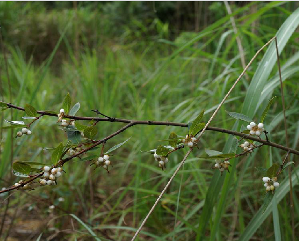 蕘花根 蕘花根