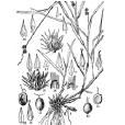 光梗蒺藜草 光梗蒺藜草