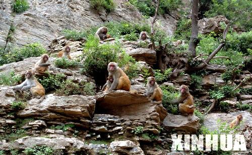陽城蟒河獼猴國家級自然保護區內的獼猴群