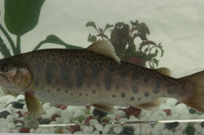 新星衫魚 新星衫魚