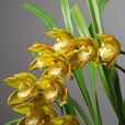 蘭花(中國蘭)