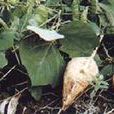 豆薯屬 豆薯屬
