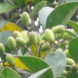 細軸蕘花(中藥材) 細軸蕘花(中藥材)