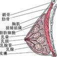 內窺鏡隆胸 內窺鏡隆胸