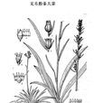 無毛粉條兒菜 無毛粉條兒菜