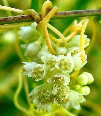 迎陽子 迎陽子