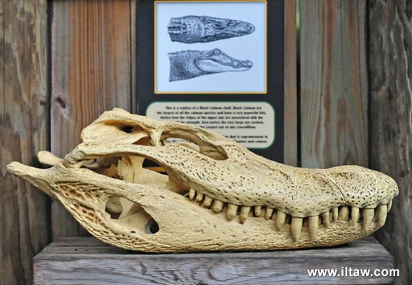 黑凱門鱷的頭骨