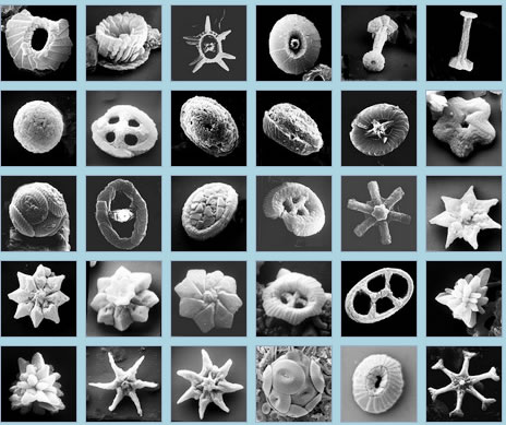 鈣質超微化石圖片