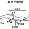 蠑螈亞目 蠑螈亞目