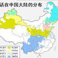 信蚌片 信蚌片