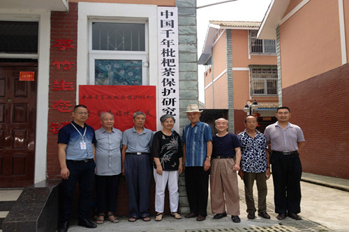 文井江鎮成立中國千年枇杷茶保護研究中心