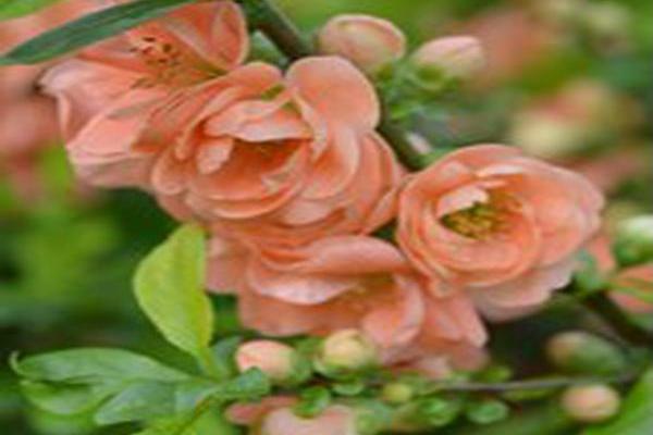 Chaenomeles × superba \x27Cameo\x27 Chaenomeles × superba \x27Cameo\x27