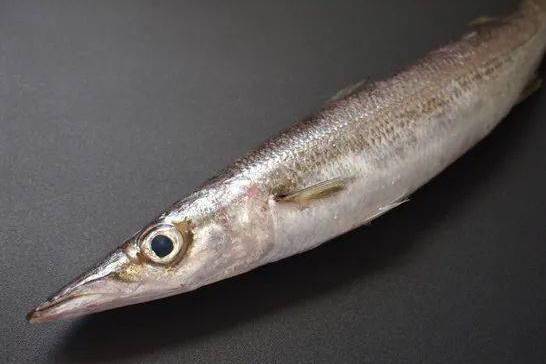 日本金梭魚 日本金梭魚