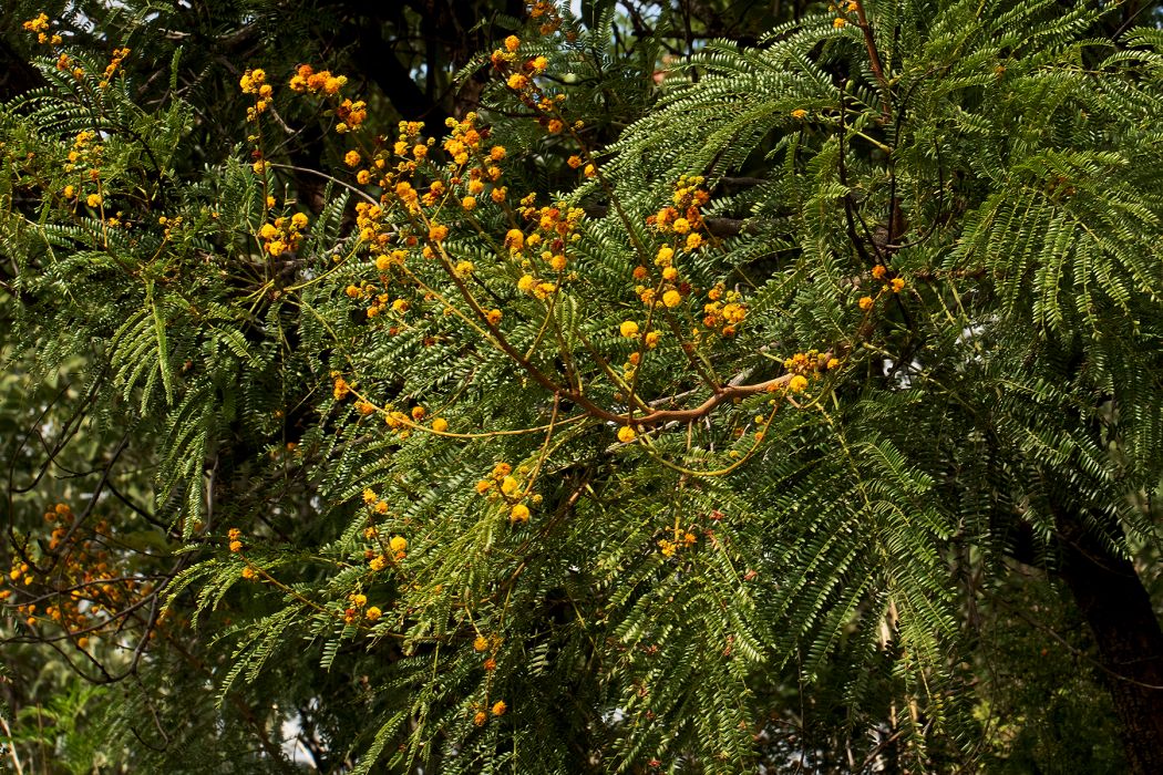 Vachellia amythethophylla
