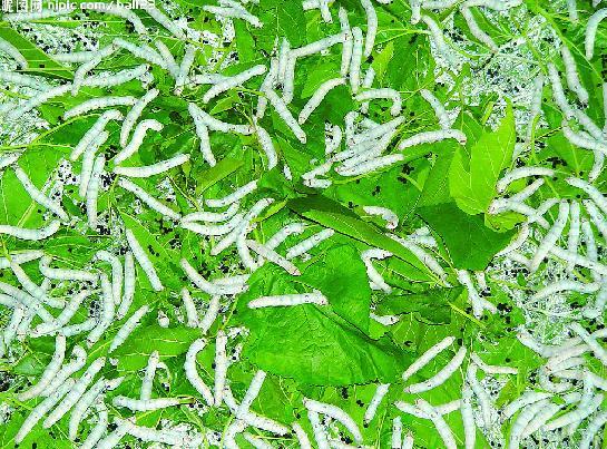 蜀椹2號 蜀椹2號