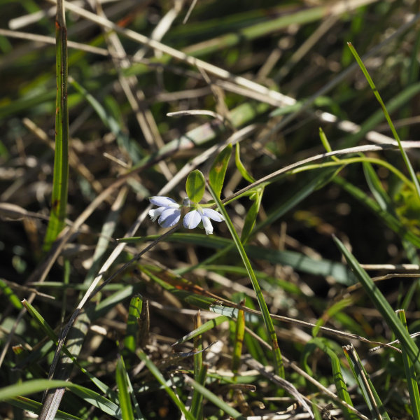 Polygala serpyllifolia