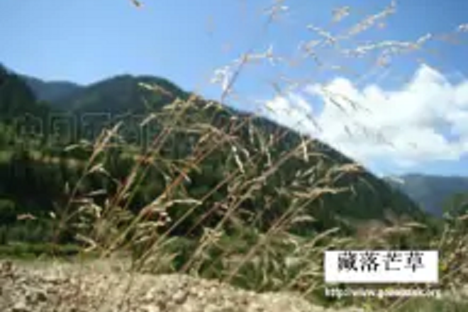 藏落芒草 藏落芒草