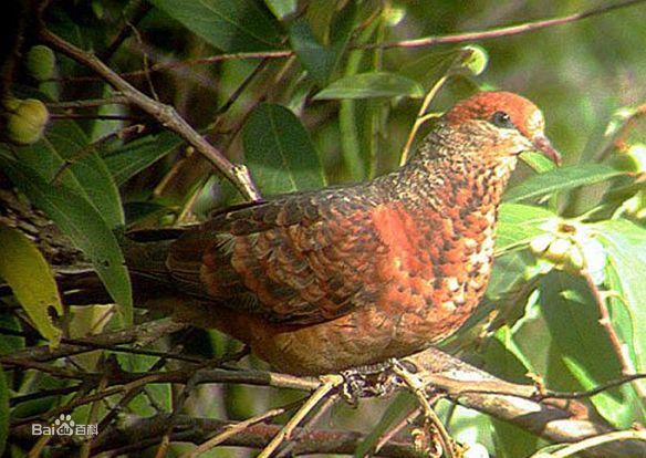 紅頰獴雲南亞種