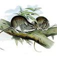 白尾巢兔鼠