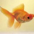 紅文魚球 紅文魚球