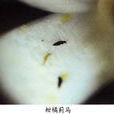 柑橘薊馬