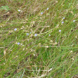 蘭花參(桔梗科藍花參屬植物) 蘭花參(桔梗科藍花參屬植物)